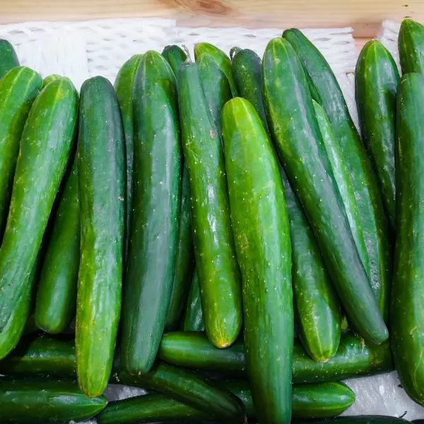 Group of Japanese burpless cucumbers