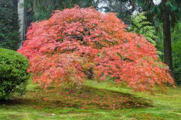 Japanese maple growing in the field.
