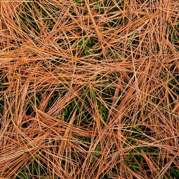 Pine needles laying on grass