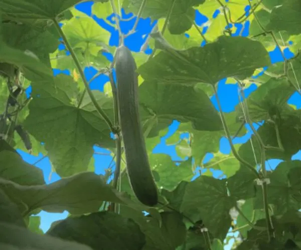 Poniente Cucumber growing on vine with blue sky in background
