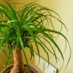Ponytail Palm growing in a pot in the house.
