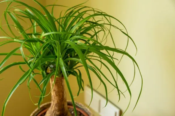 Ponytail Palm growing in a pot in the house.
