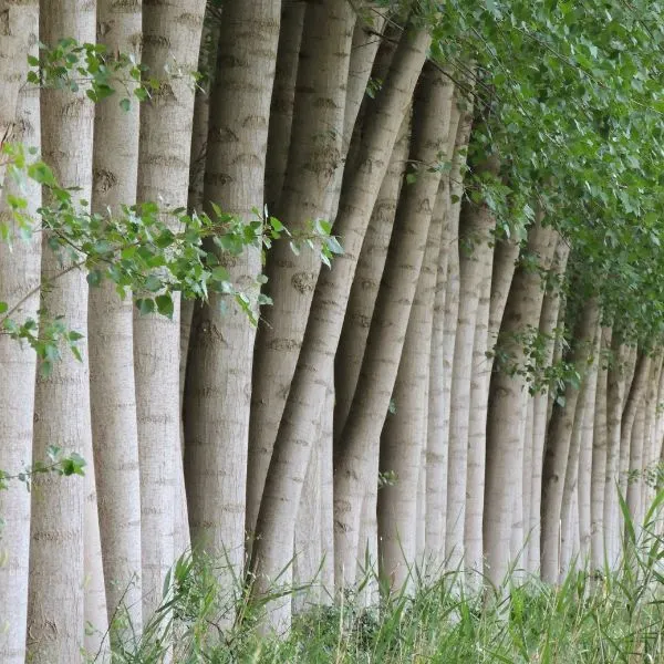 Row of poplar trees