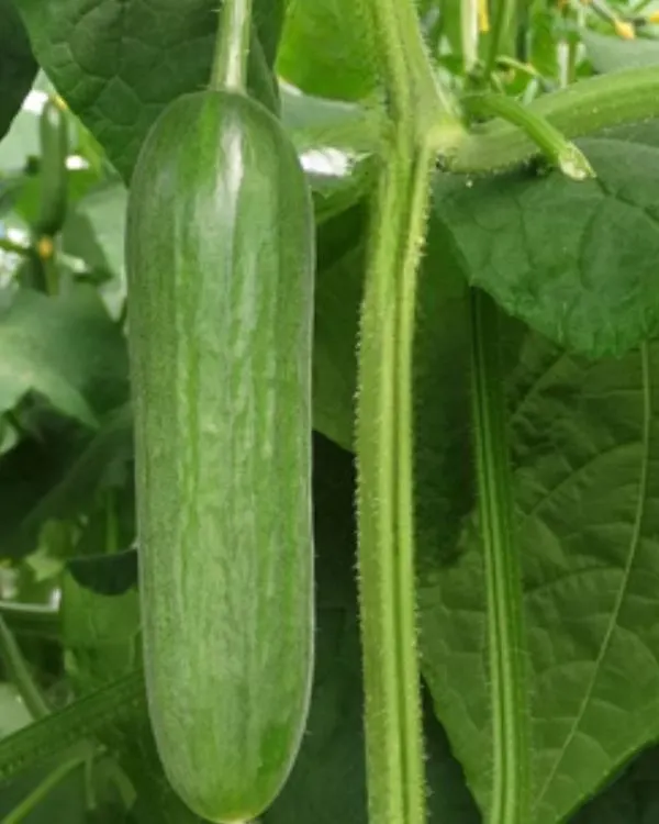 Socrates Cucumber growing on a vine close up