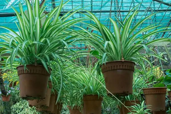 Spider plants growing in a greenhouse.