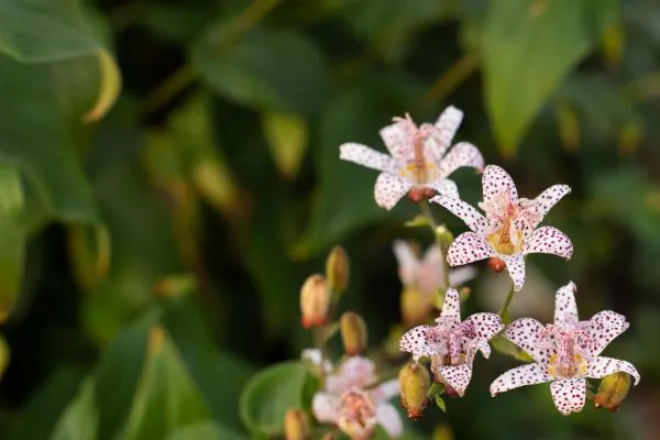 Toad lilies in bloom.