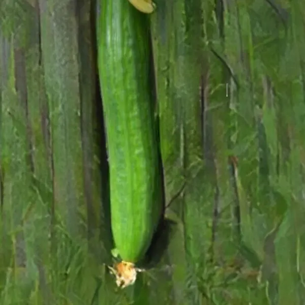 Tyria Cucumber on a green wall