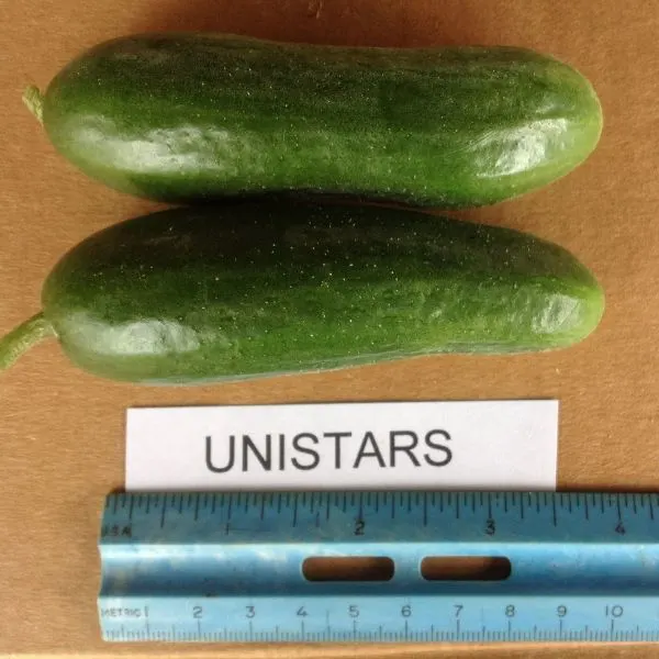 Unistar Cucumbers next to a ruler