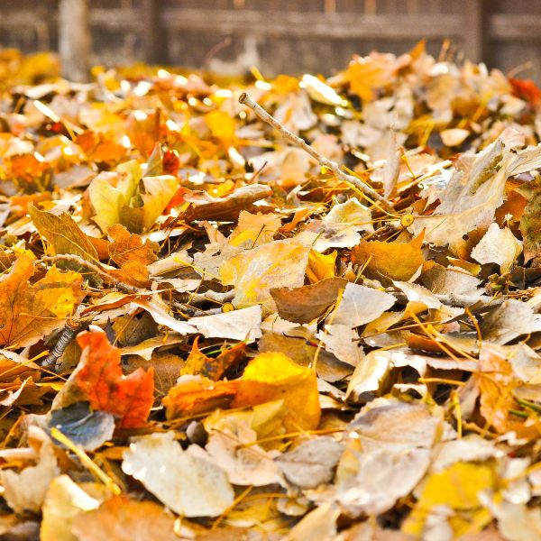 Yellow and brown Leaves laying on ground