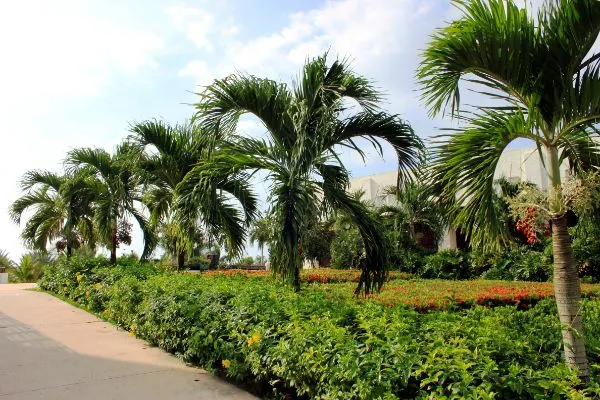 Adonidia palms growing.