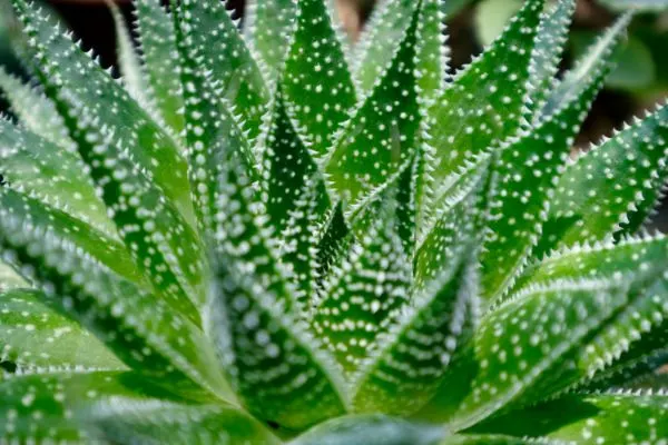 Aloe aristota close-up.