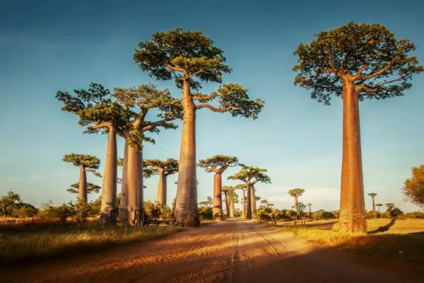 Baobab trees.