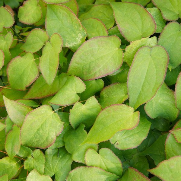 Barrenwort foliage up close