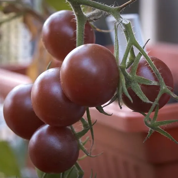 Black cherry (Lycopersicon esculentum) tomatoes growing on a vine