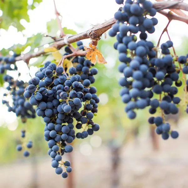 Cabernet Sauvignon grapevine with ripe grapes