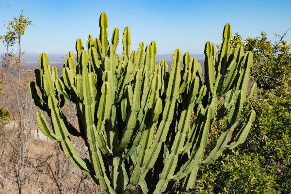 Candelabra cactus close-up.