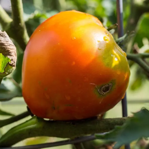 Celebrity tomato (Solanum lycopersicum) on vine waiting to be picked with imperfections