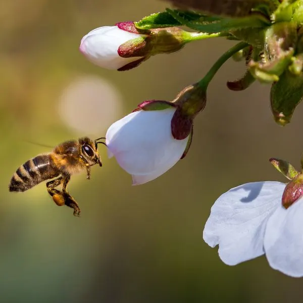 Close up of a bee in flight pollinating a cherry blossom
