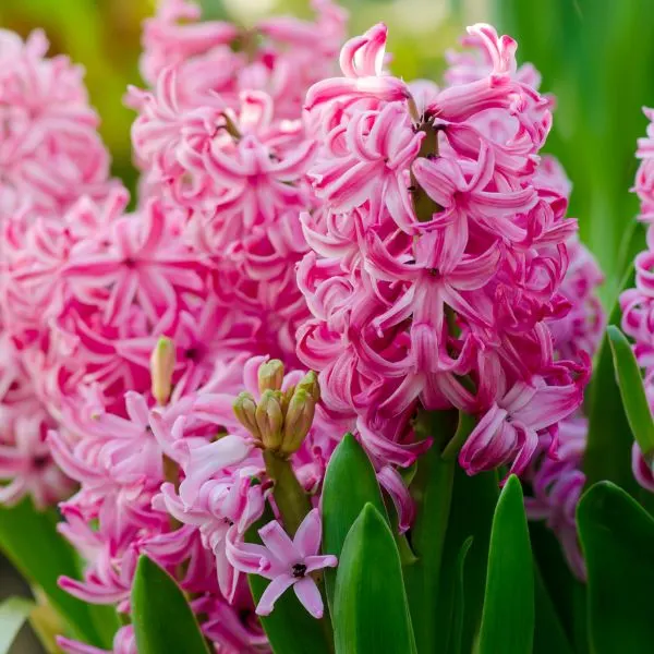Common pink hyacinths in Dutch garden