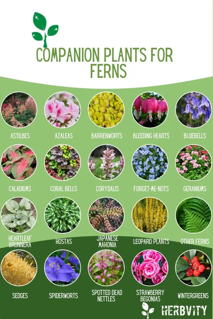 Infographic about companion plants for ferns