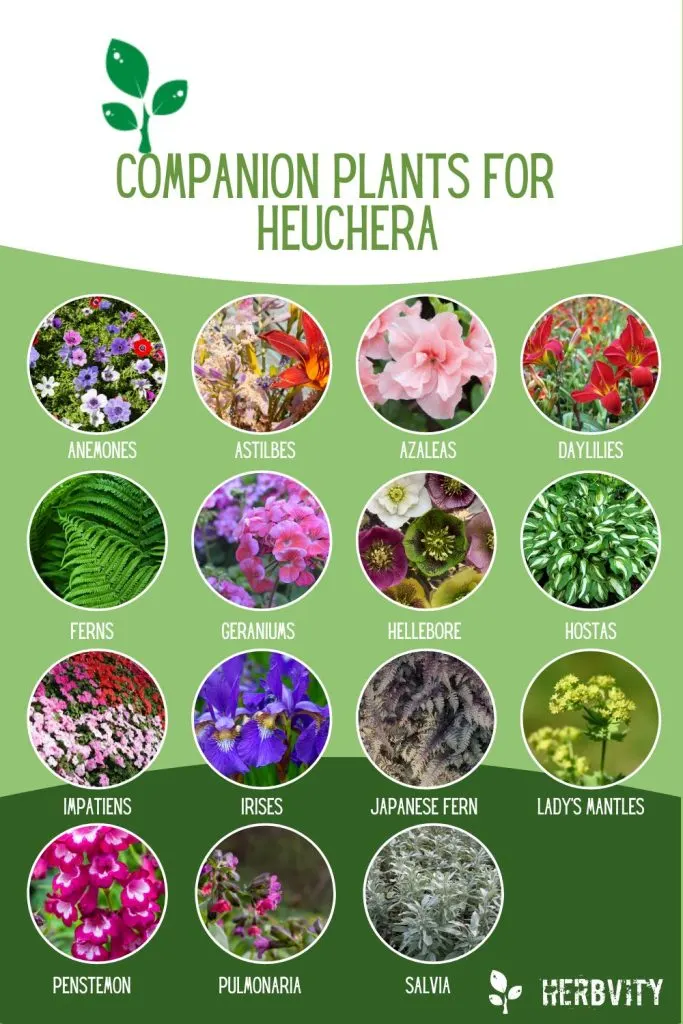 Infographic about different Heuchera companion plants