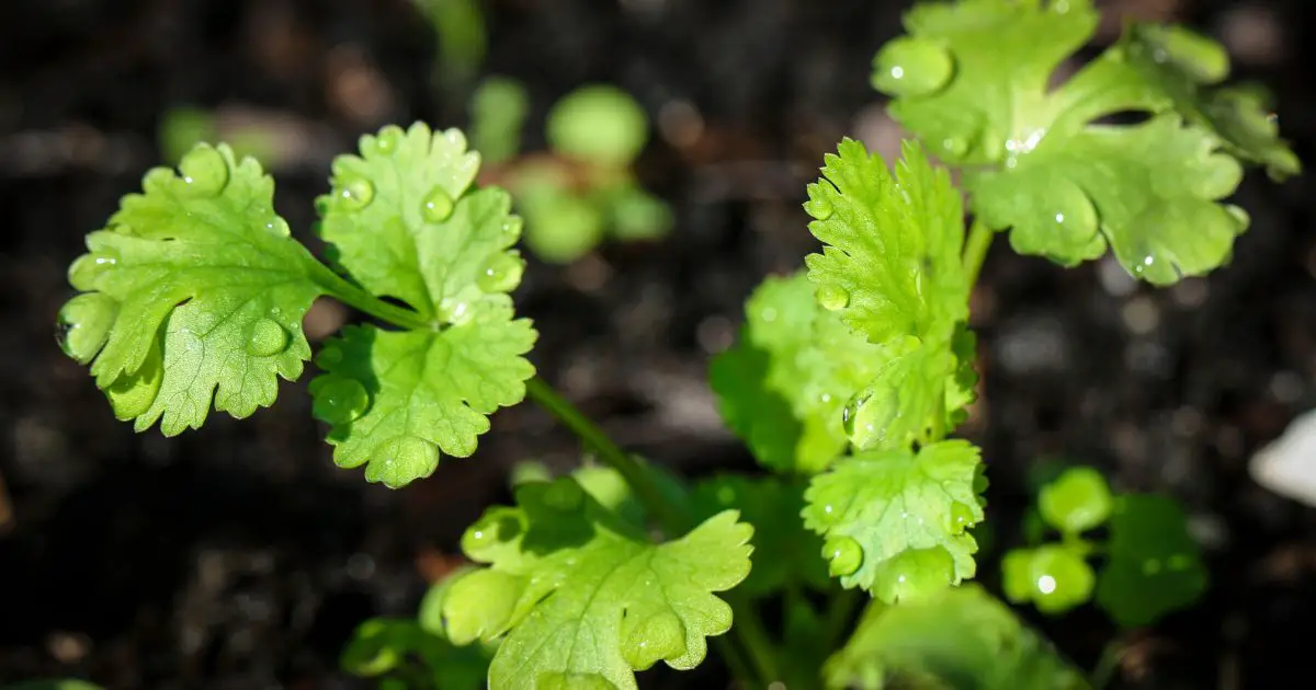 Companion plants for cilantro