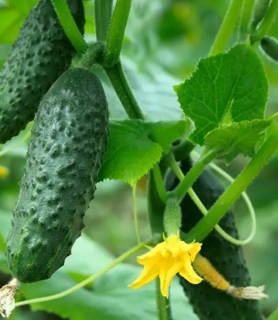 Companion plants for cucumbers