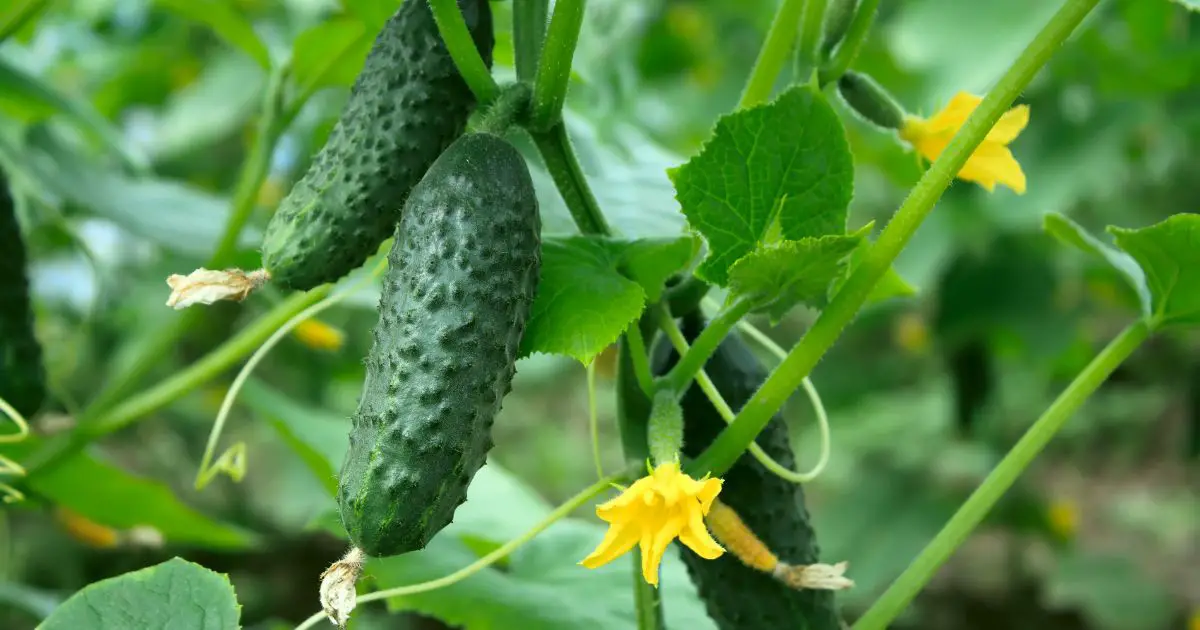 Companion plants for cucumbers