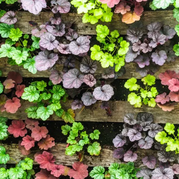 Coral Bells partitioned by wooden planks