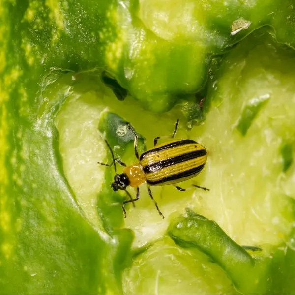 Cucumber beetle eating hole into a cucumber