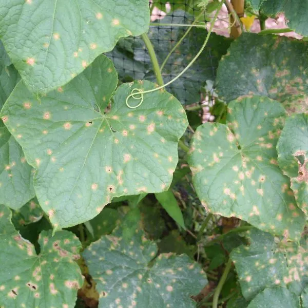 Cucumber plant with Anthracnose