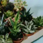 Different types of succulents.