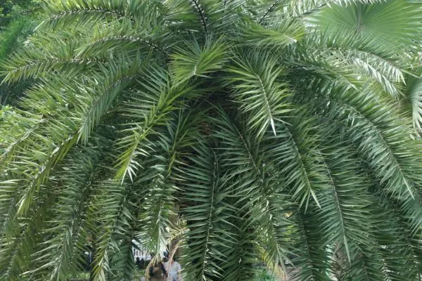 Dwarf sugar palm close-up.