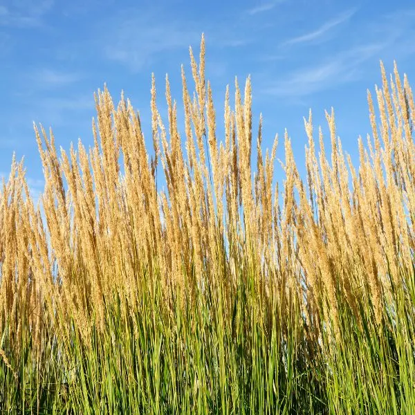 Feather reed grass in field with blue sky in background