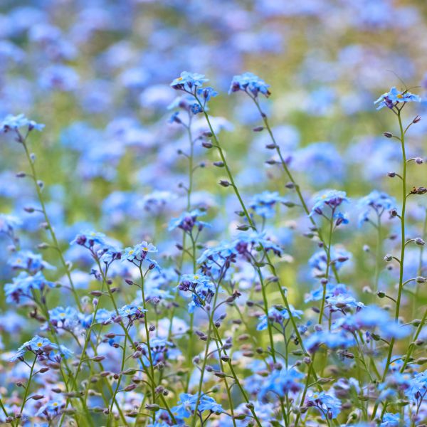 Forget Me Not flowers in a field