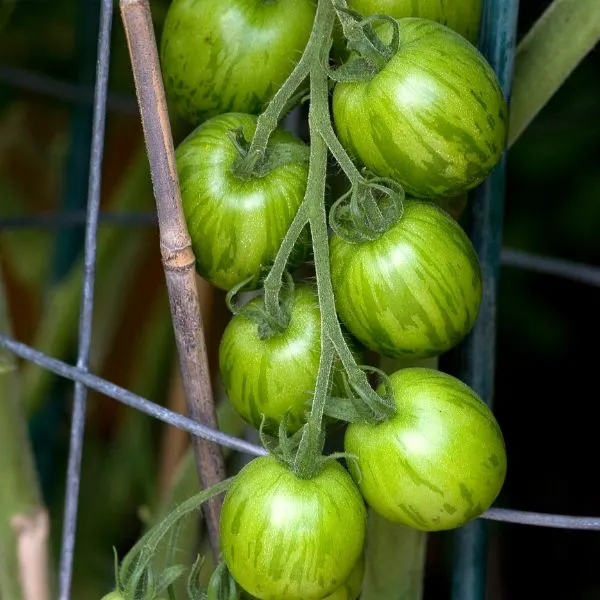 Green Tigerella tomatoes (Solanum lycopersicum) hanging from a vine