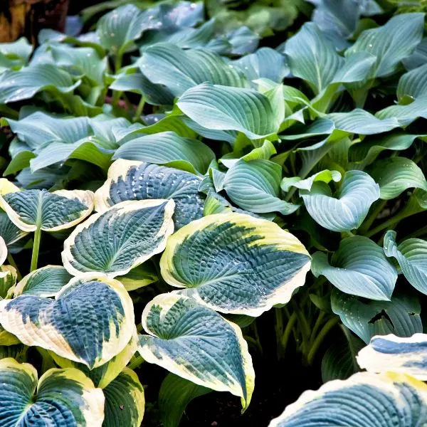 Group of various types of hosta plants