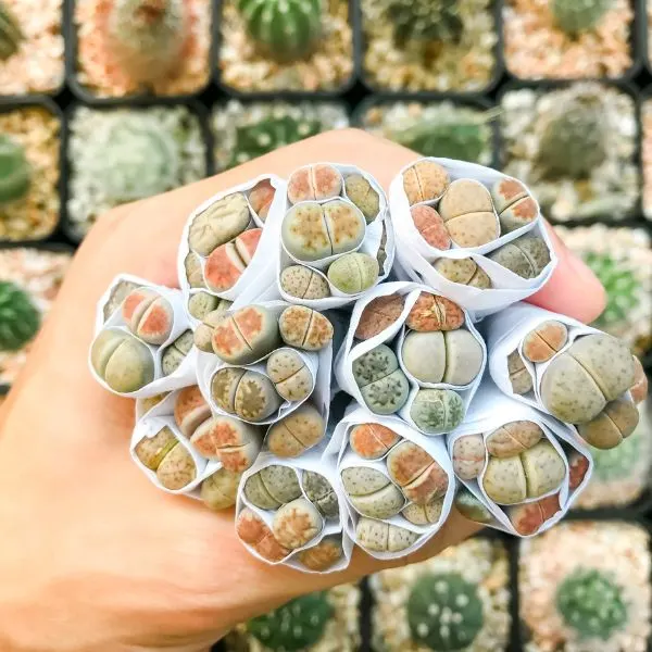 Hand full of Lithops also known as stone plants