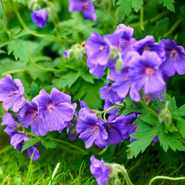 Hardy geraniums close-up with green leaves in the background.