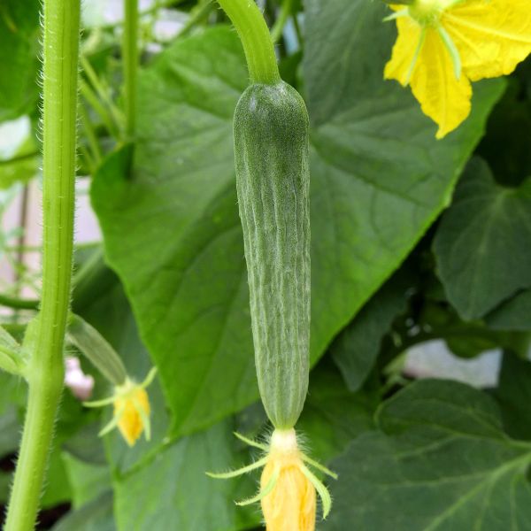 Healthy cucumber growing on a vine