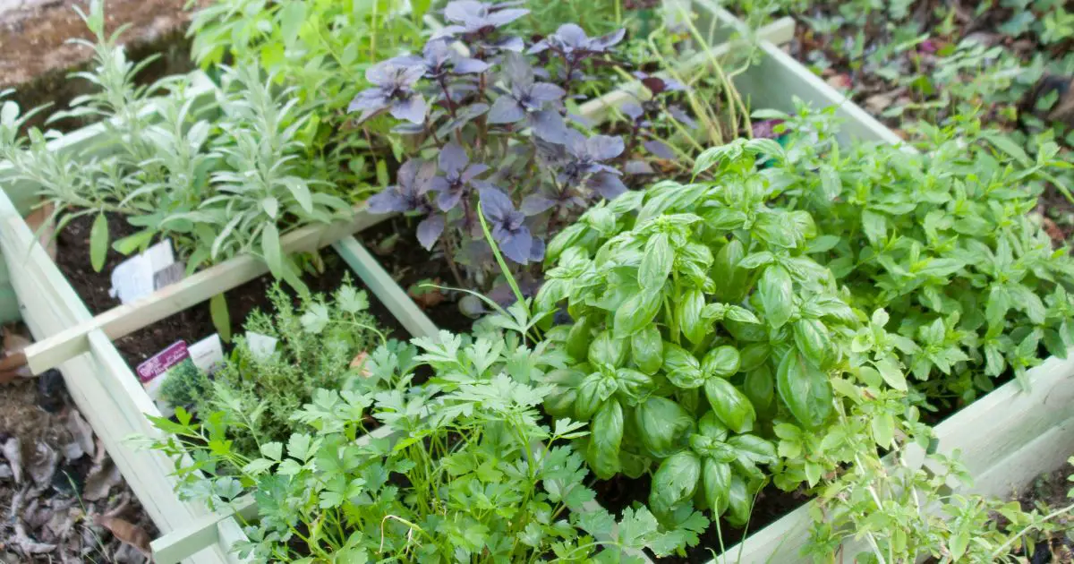 Herbs that grow well together