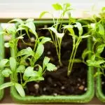 Indoor herb garden with cilantro planted