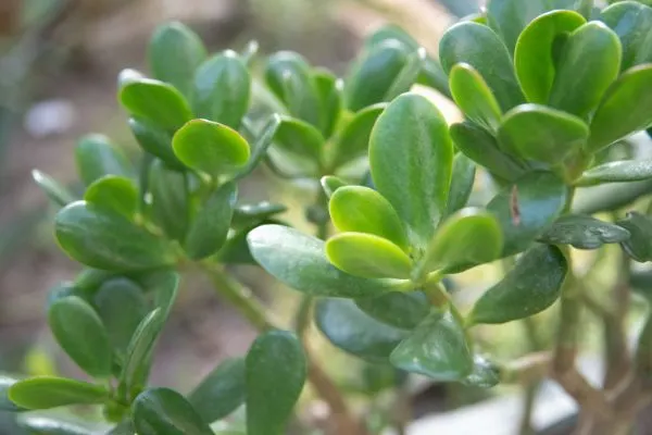 Jade plant close-up.
