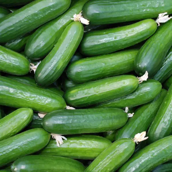 Bunch of fresh kirby cucumbers