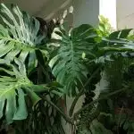 Monstera (Monstera Deliciosa) plant leaves