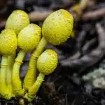Mushrooms close-up.