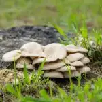 Mushrooms growing in the field.