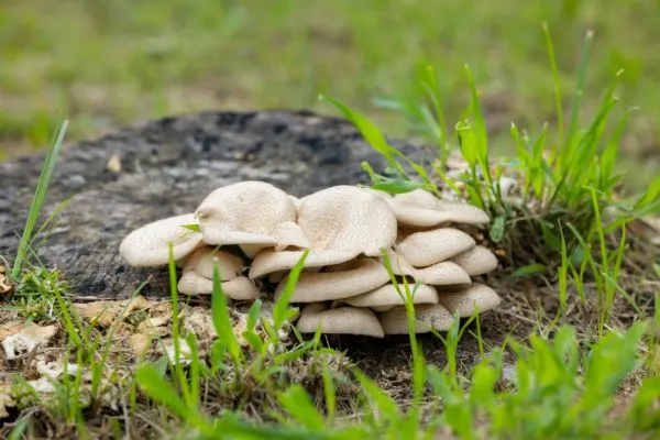Mushrooms growing in the field.