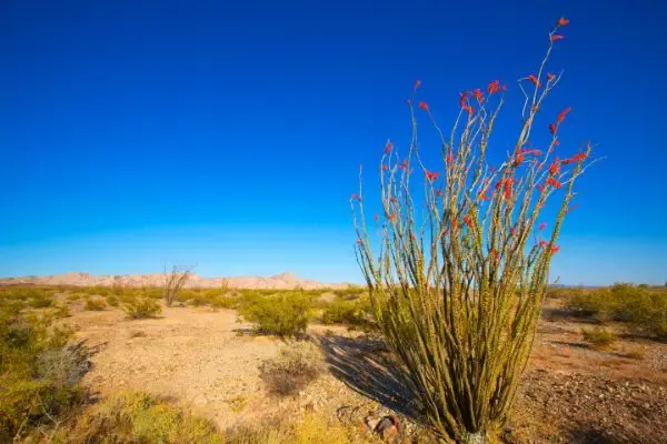 Ocotillo plant growing in the field.