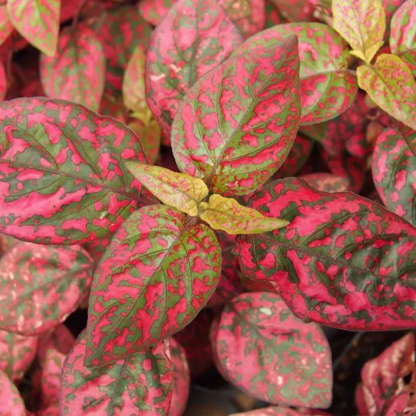 Ornamental leaf plant also known as Polka Dot plants with close up on leaves